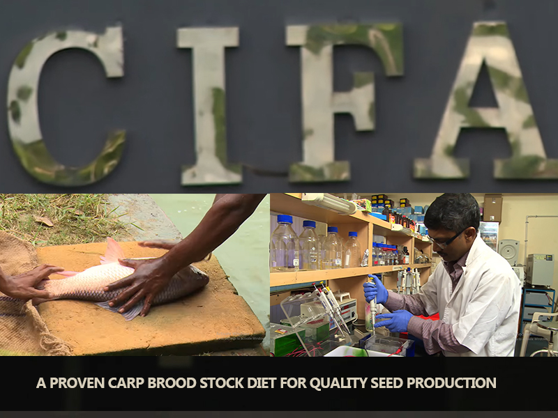 A PROVEN CARP BROOD STOCK DIET FOR QUALITY SEED PRODUCTION